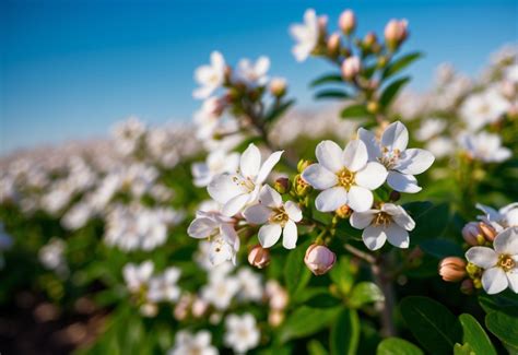 開封菊花茶怎樣？深入探索其魅力與特色